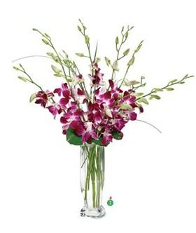 Dendrobium Orchids