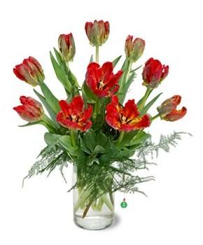 Parrot Tulips